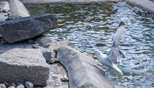 High angle view of bird on rock by lake