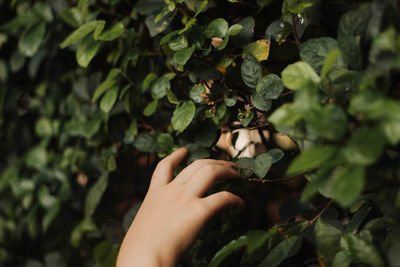 Close-up of hand holding plant