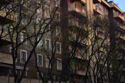 Low angle view of cherry tree by building in city