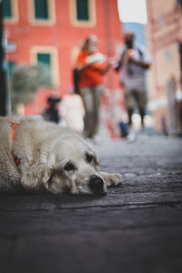 Close-up of dog