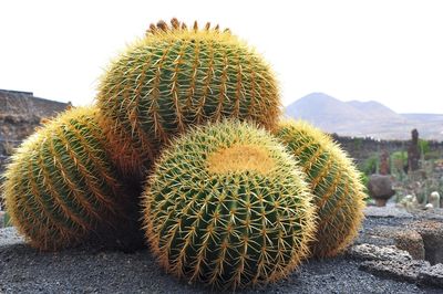 Close-up of barrel cactuses on field against clear sky