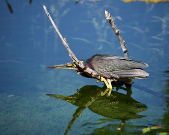 Bird flying over lake