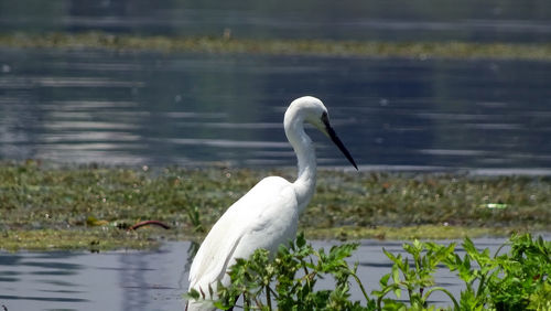 Close-up of swan in lake