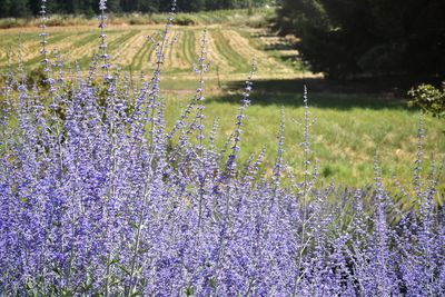 Purple flowering plants on field during rainy season