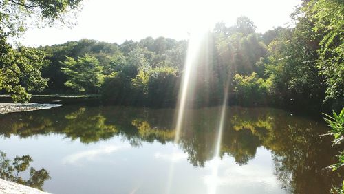 Sun shining through trees