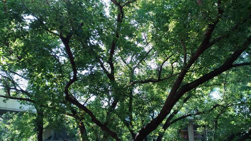 Low angle view of trees