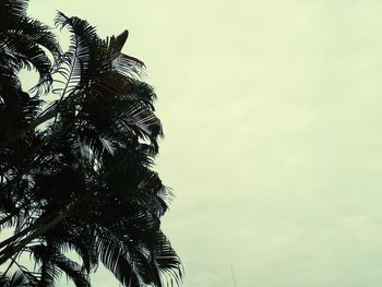 Low angle view of coconut palm tree against sky