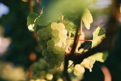 Close-up of grapes growing in vineyard