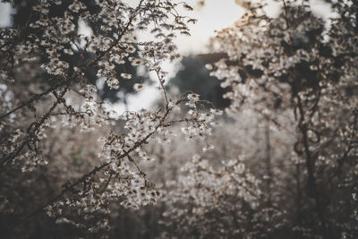 Close-up of cherry blossom tree