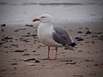 Seagull on a beach