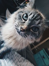 Close-up portrait of cat