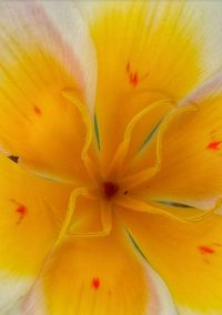 Extreme close up of flower