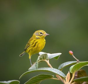 Close-up of bird perching on leaf