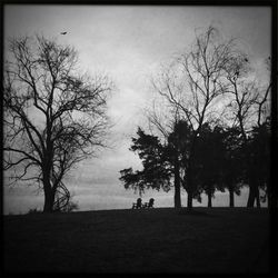 Bare trees on field