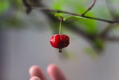 Close-up of red berries growing on plant