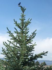 Low angle view of tree against sky