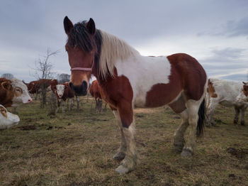 Horses on a field