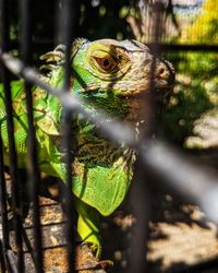 Close-up of a lizard