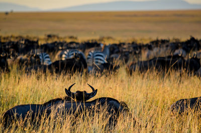 View of deer in field