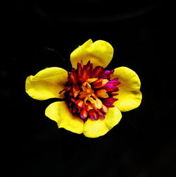 Close-up of yellow flower blooming against black background