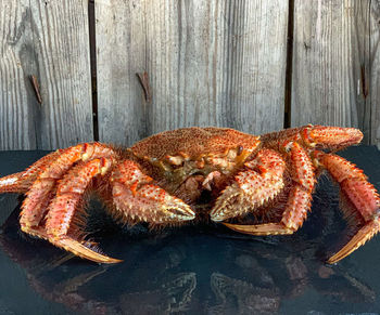 High angle view of   crabs on wood