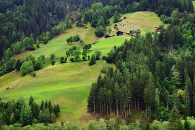 High angle view of pine trees in forest