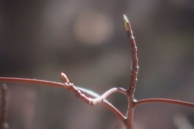 Close-up of barbed wire on fence