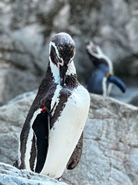 Close-up of penguin