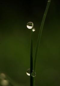 Close-up of water drop on plant