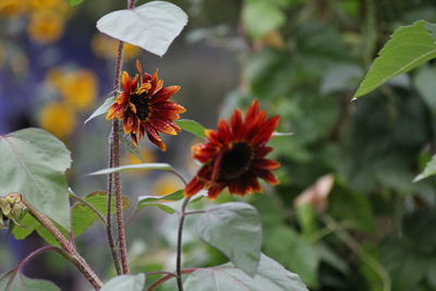 Close-up of flowers blooming outdoors