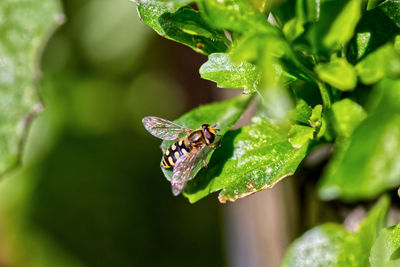 Close-up of insect on leaf