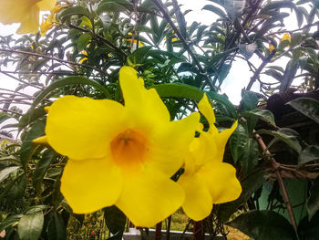 Close-up of yellow flowering plant