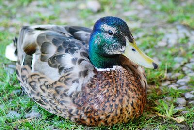 Close-up of a duck