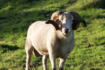 Portrait of sheep on field