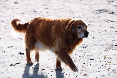 Dog looking away