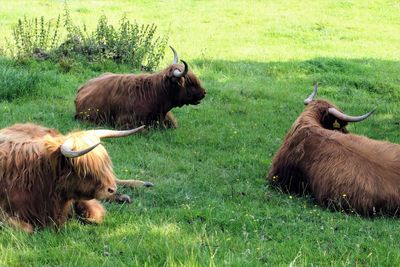 Highland cows in a field. 