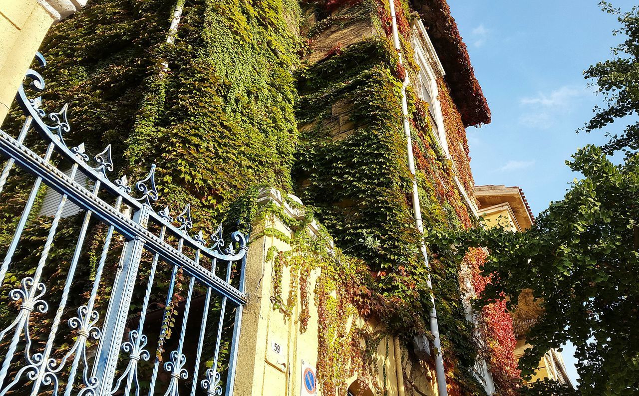 building exterior, architecture, low angle view, tree, built structure, growth, sky, building, tree trunk, residential building, day, outdoors, city, no people, tall - high, nature, green color, growing