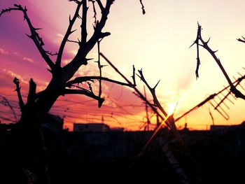 Bare trees against sky at sunset