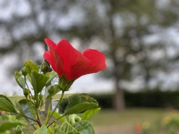 Close-up of red rose