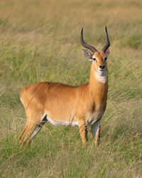 Uganda kob, kobus thomasi, national parks of uganda