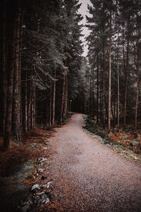 Trees in forest