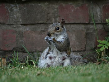 Close-up of squirrel on wall