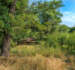 Trees on field in forest