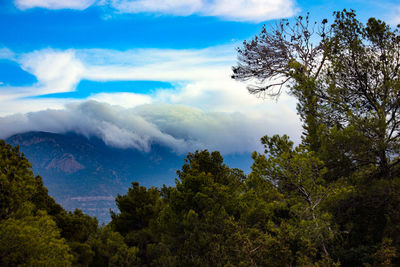 Scenic view of trees against sky