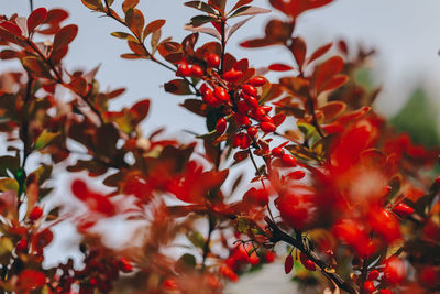 Close-up of red berries on tree