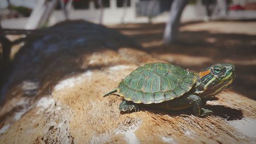 Close-up of turtle wood