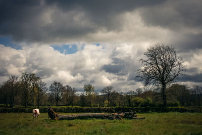 Cows in a field