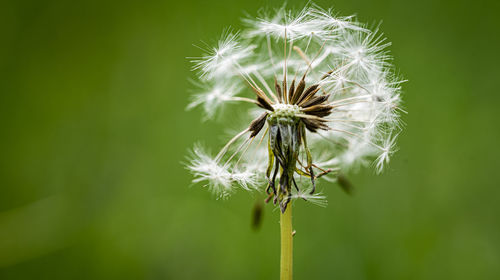 Close-up of wilted dandelion flower