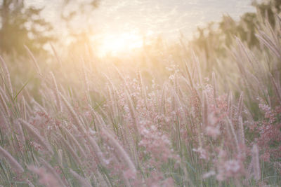 Silhouette of grass flower with sunset background, color clouded style.