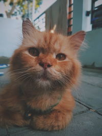 Close-up portrait of a cat